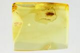 Detailed Fossil Moth (Lepidoptera) in Baltic Amber #346376-2